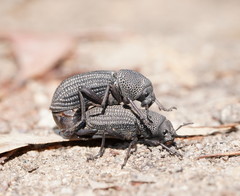 Amycterus