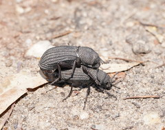 Amycterus