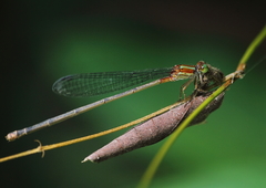 Pseudagrion pilidorsum declaratum