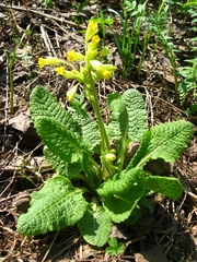Primula veris macrocalyx
