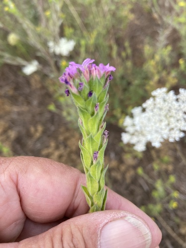 Dense Spike-primrose