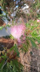 Calliandra surinamensis