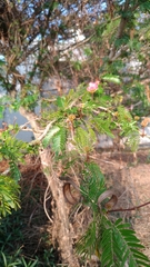 Calliandra surinamensis
