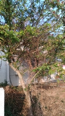 Calliandra surinamensis