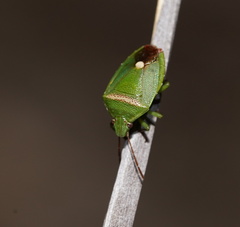 Ocirrhoe unimaculata