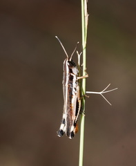 Macrotona australis