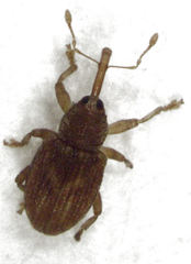 Peristoreus fulvus