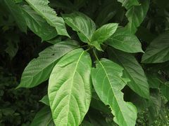 Ficus hispida