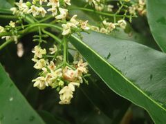 Chionanthus ramiflorus