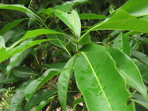 Native olive (Chionanthus ramiflorus)