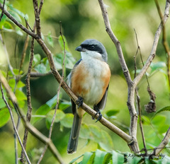 Lanius tephronotus