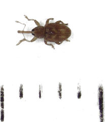 Peristoreus fulvus