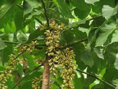 Dysoxylum gaudichaudianum