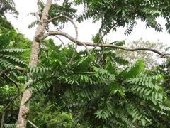 Dysoxylum gaudichaudianum