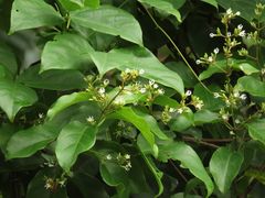 Ichnocarpus frutescens