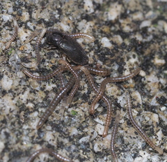 Proteroiulus fuscus