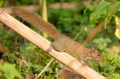 Callosciurus pygerythrus