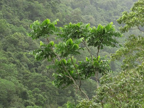 Image of Didymocheton gaudichaudianus by (c) coenobita, some rights reserved (CC BY)