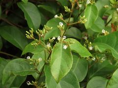 Ichnocarpus frutescens