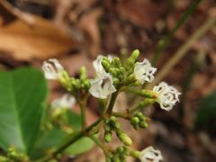 Ichnocarpus frutescens
