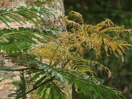 Image of Acacia Cedar (Falcataria toona) by (c) coenobita, some rights reserved (CC BY)