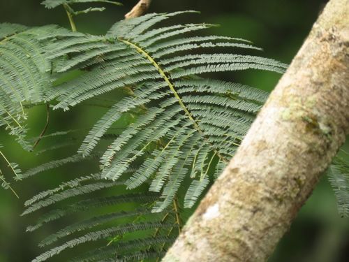 Image of Falcataria toona by (c) coenobita, some rights reserved (CC BY)