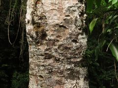 Dysoxylum gaudichaudianum