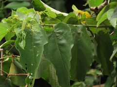 Trichospermum pleiostigma