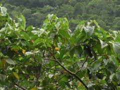 Trichospermum pleiostigma