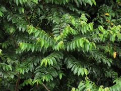 Glochidion philippicum