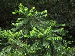 Glochidion philippicum