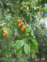 Bunchosia glandulifera