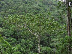 Trichospermum pleiostigma