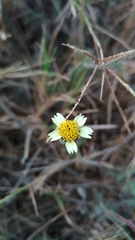 Tridax procumbens