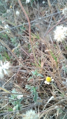 Tridax procumbens