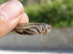 Platycleis intermedia