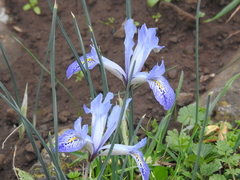 Iris histrio