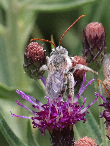 Melissodes vernoniae