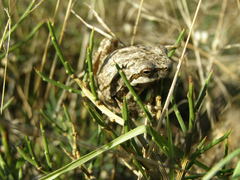 Hyla sarda