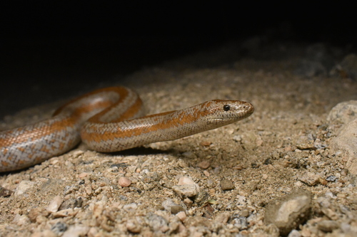 Rosy Boa observed near California, US, (c) Max Roberts, some rights reserved (CC BY-NC)