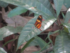 Nymphalidae