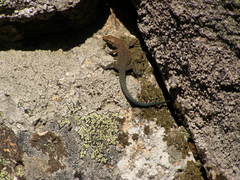 Archaeolacerta bedriagae