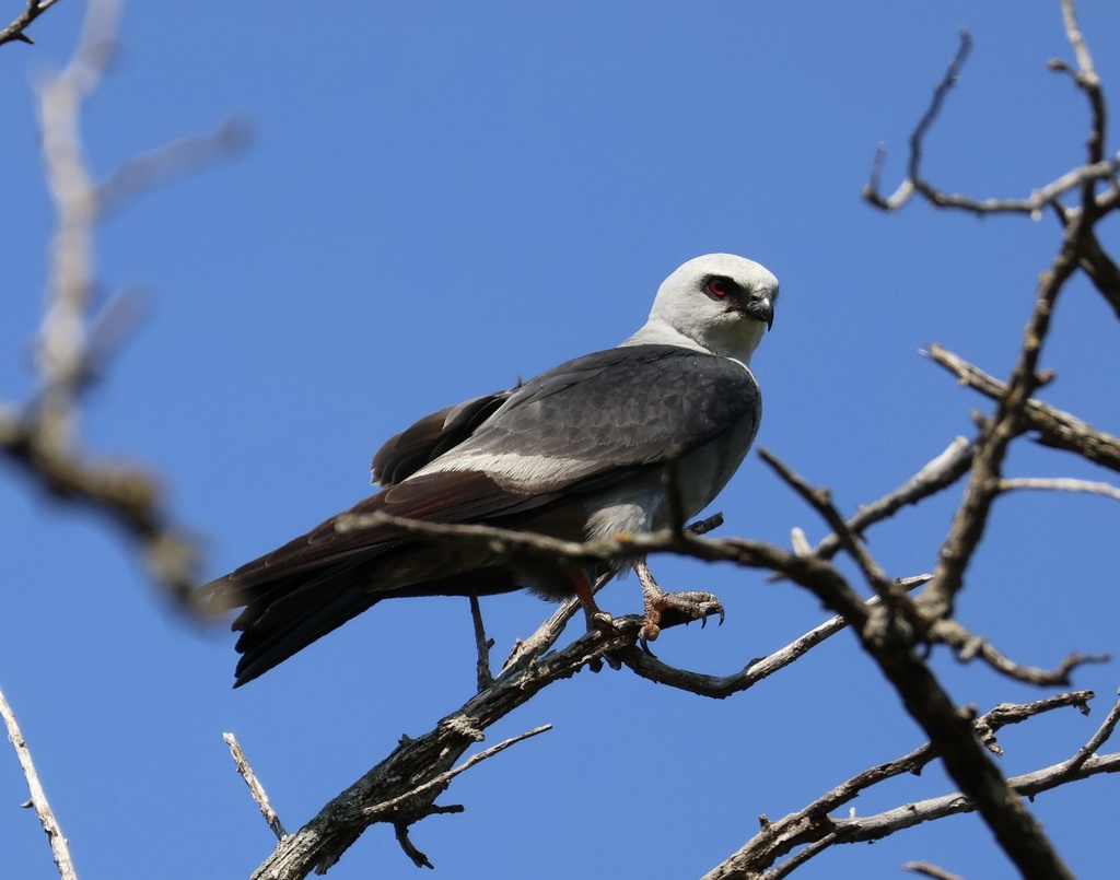 Mississippi Kite from Chisholm Creek Park, Wichita, KS, US on August 10