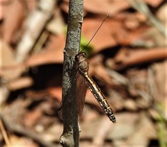 Suhpalacsa subtrahens