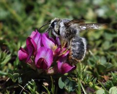 Trifolium burchellianum