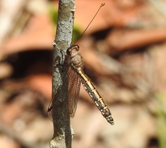 Suhpalacsa subtrahens