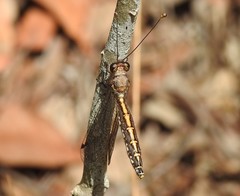 Suhpalacsa subtrahens