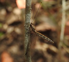 Suhpalacsa subtrahens