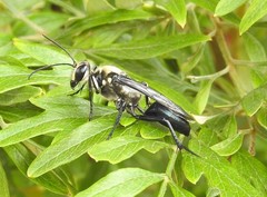 Sphex carbonicolor