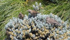 Helichrysum trilineatum